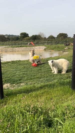 The polar bears playing with the traffic cones.