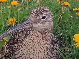 Supporting image for story: Shropshire Hills curlew camera is back for nesting season 