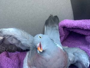 Supporting image for story: RSPCA appeal after pigeon beaten with stick by teenagers in Sutton Coldfield