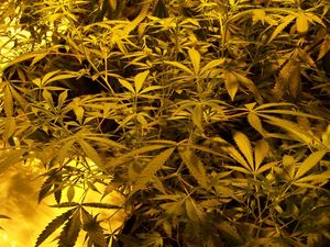 Supporting image for story: Two cannabis farms found in Telford - drugs worth £200,000 seized