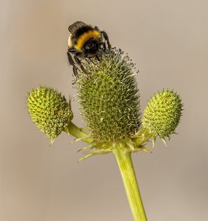 Foraging by Andy Brooks