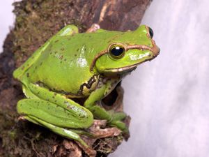 Supporting image for story: What are ‘office frogs’? Here’s how businesses can tackle this Gen Z trend