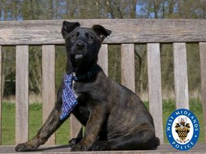 Supporting image for story: New West Midlands Police puppy named Captain Tom Moore after NHS hero fundraiser