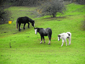 Supporting image for story: 'Losing fight' over Dudley horses left tethered