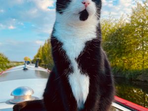 Supporting image for story: TV fame beckons for rescue cat Hugo and his new life on the canals