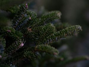 Supporting image for story: Don't pay? We won't take your tree away! Council will only collect Christmas trees from waste scheme subscribers