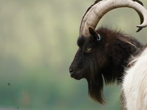 Supporting image for story: Grazing goats come to the rescue of Wales' most ‘at risk’ plants only growing together on Powys border