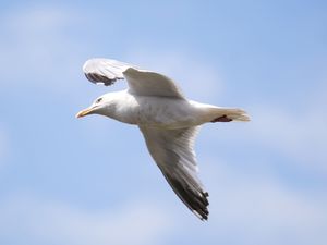 Supporting image for story: Calls for Scotland-wide seagull summit amid warnings someone could be killed