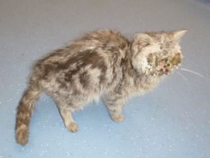 Supporting image for story: Cat owners banned from keeping animals after pet's eyes burst