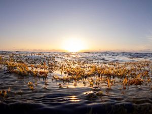 Supporting image for story: Wildlife-rich Sargasso Sea a ‘Wild West’ of fishing and shipping – Greenpeace