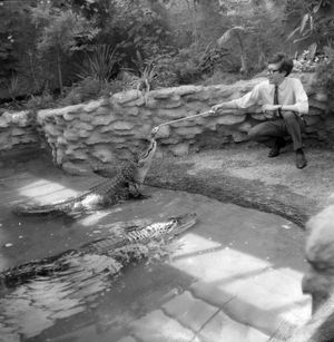 PICTURE FROM THE ARCHIVE: John Foden, 18, of Great Barr, Birmingham, feeding Mississippi crocodiles at Dudley Zoo, Worcestershire, where he is in charge of the reptile house.