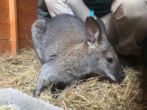 Supporting image for story: Holly the wallaby recaptured after two weeks following injury