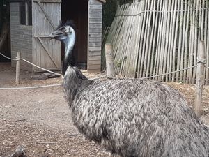 An emu at the Wild Zoo