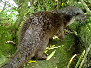 Otter on camera trap