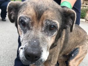 Supporting image for story: Woman gets 15-year ban from keeping animals after dogs and cat found in urine-covered house