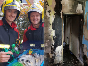 Supporting image for story: Hamster saved by firefighters after Wolverhampton house blaze