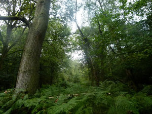 The woods which have been put on the market for £27,000.