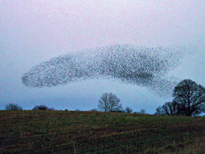 Supporting image for story: Starlings darlings of aerial ballet