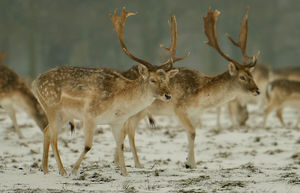 Deer in the snow at the National Trust’s Attingham Park, Atcham