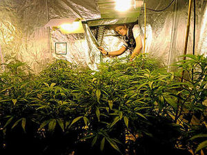 Supporting image for story: Drugs found in police raids