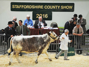 Supporting image for story: Staffordshire County Show: Tens of thousands expected to attend