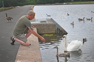 Ian Gibbs feeds the swans