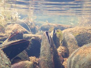 Supporting image for story: Critically-endangered pearl mussels found in Scottish lochs for first time