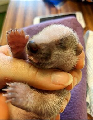 Valentine the badger cub