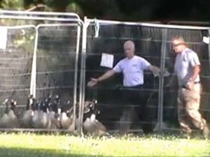 Supporting image for story: Hundreds of goose eggs tampered with by council workers in Sandwell parks