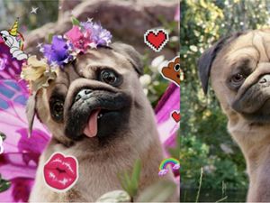 Supporting image for story: This pug with butterfly wings is claimed to be the first augmented reality pet