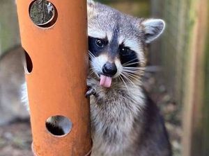 Supporting image for story: Coronavirus: Fresh appeal to save Staffordshire wildlife centre previously hit by fire