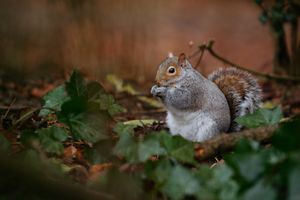 A squirrel in Apley Woods, Telford. Photo: Jamie Ricketts