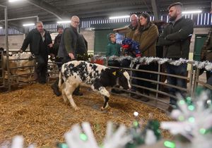 Judging is under way  