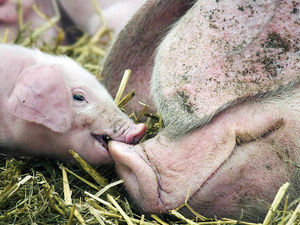 Supporting image for story: Why stockmen should be there at farrowing