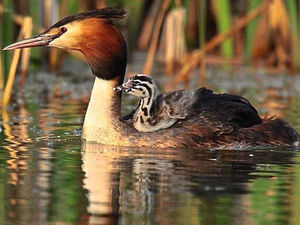 Supporting image for story: Top Star Witness shots mean prizes for Shropshire photographers