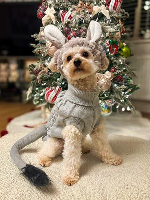 Nelly as a Donkey from Plymouth. 