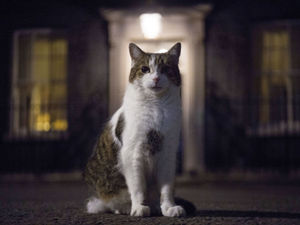 Supporting image for story: Toby Neal: Has Boris got more lives than Larry the No. 10 cat?
