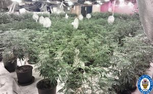 Cannabis plants found in Smethwick
