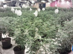 Supporting image for story: 'Gun' and 300 cannabis plants recovered in police raid on derelict building in Smethwick