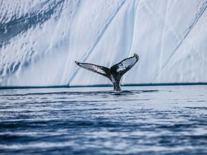 Supporting image for story: Entries open for young wildlife photography and art competition