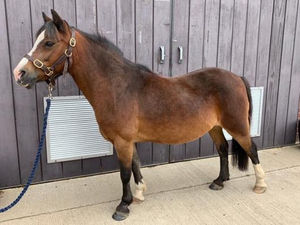 Supporting image for story: RSPCA warns of abandoned horse crisis looming