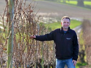 Supporting image for story: Here's why a vineyard is teaming up with a university to produce wine growers of the future