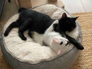 Supporting image for story: Kittens abandoned in bin liner left in park rehomed in time for Christmas