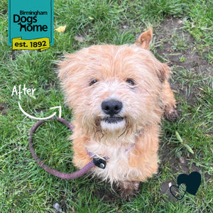 The happy boy now. Picture: Birmingham Dogs Home