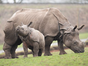 Supporting image for story: Rhino calf Inesh ready to be West Midland Safari Park star