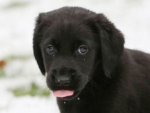 Supporting image for story: Sorry cat lovers, turns out dogs really are the brainier species