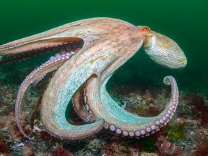 Supporting image for story: UK seas in 2025: ‘Incredible’ octopuses, pollution and some puffin good news