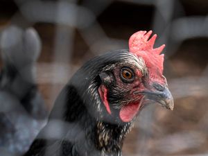 Supporting image for story: ‘Medium’ risk of bird flu hitting UK – experts