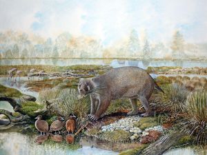Supporting image for story: Scientists discover extinct wombat-like species that lived 25 million years ago