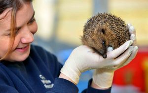Jo Robinson, from Telford, with one of the 200 hedgehogs at the centre
